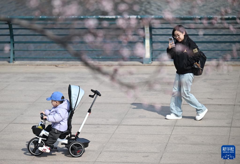 天津：春光明媚 桃花初绽