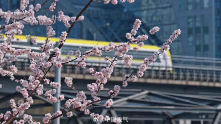 春日限定！北京轻轨穿梭在花海间