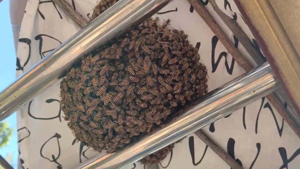 神奇!女子晒枕头,结果引来一窝蜜蜂... 神奇!女子晒枕头,结果引来一窝蜜蜂...