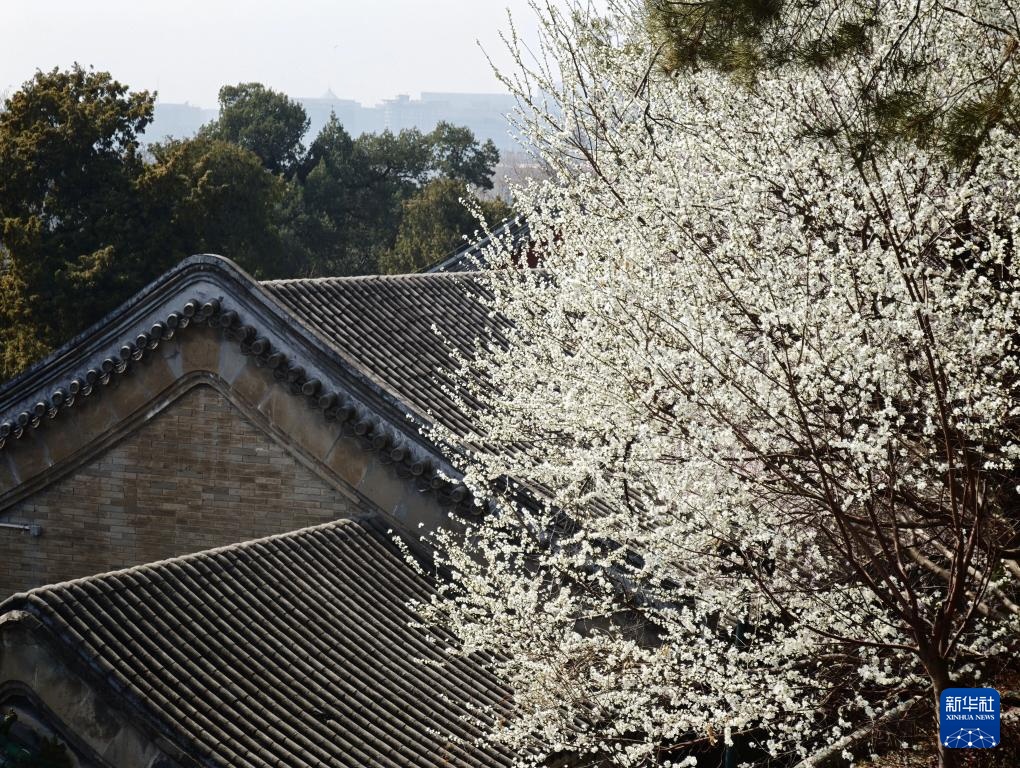 北海公园春色美 北海公园春色美