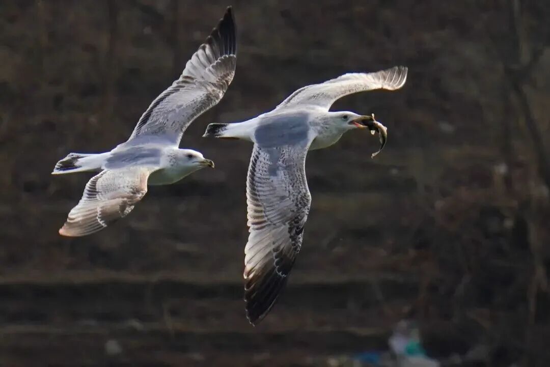 候鸟翩跹！来赴京城“生态之约”