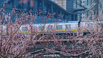 春日限定！北京轻轨穿梭在花海间