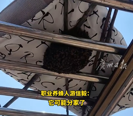 神奇!女子晒枕头,结果引来一窝蜜蜂... 神奇!女子晒枕头,结果引来一窝蜜蜂...