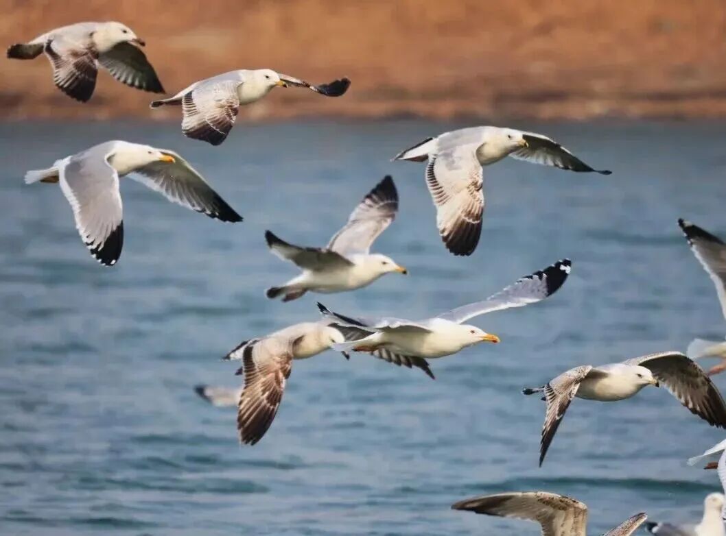 候鸟翩跹！来赴京城“生态之约”