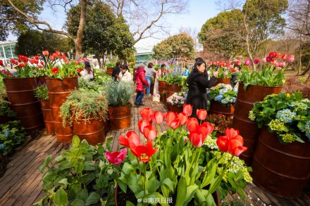 春日限定！春季花展在南京中山植物园启幕