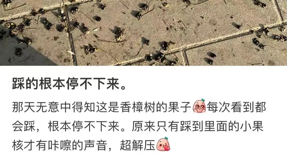 不要捏！不要踩！上海街头小区正大量出现 不少人已中招