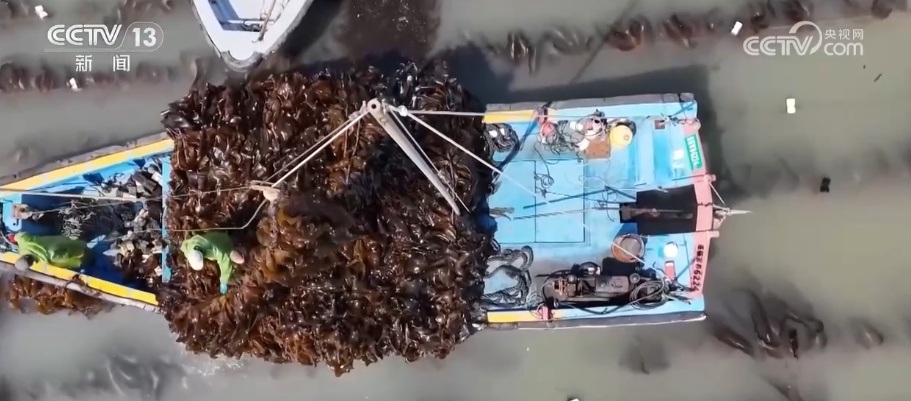 突破!耕海牧渔为“蓝色粮仓”强“芯” 筑牢“海洋经济”根基 突破!耕海牧渔为“蓝色粮仓”强“芯” 筑牢“海洋经济”根基