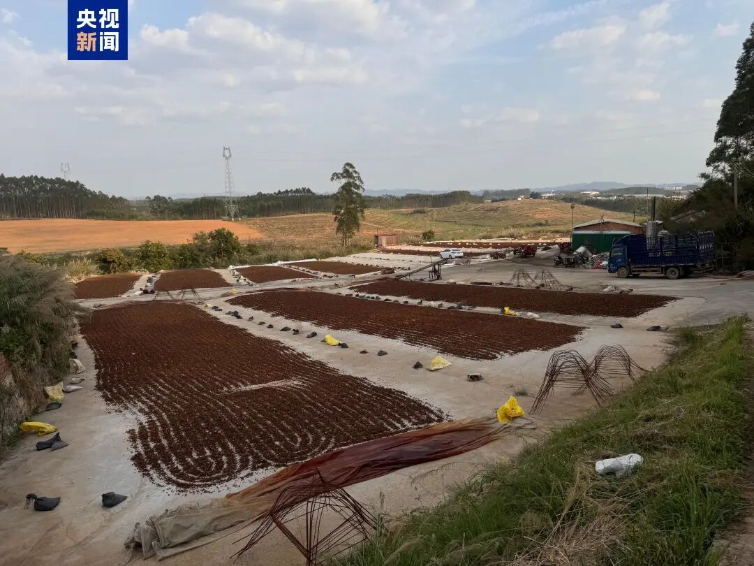 总台曝光八角熏硫磺超标6倍!广西开展紧急整治→ 总台曝光八角熏硫磺超标6倍!广西开展紧急整治→