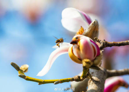 春日氛围组上线！被春日的小鸟玉兰可爱到了