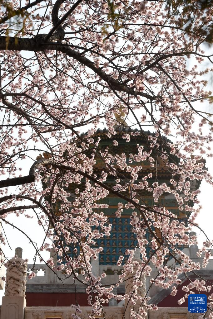 又见京城花满枝 又见京城花满枝