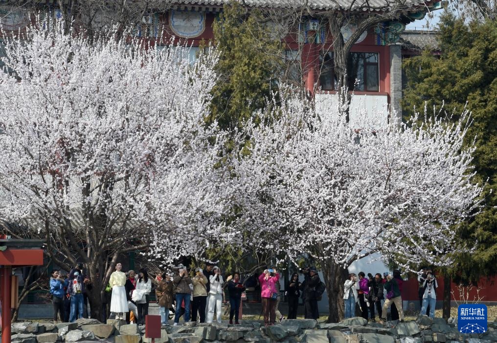 又见京城花满枝 又见京城花满枝