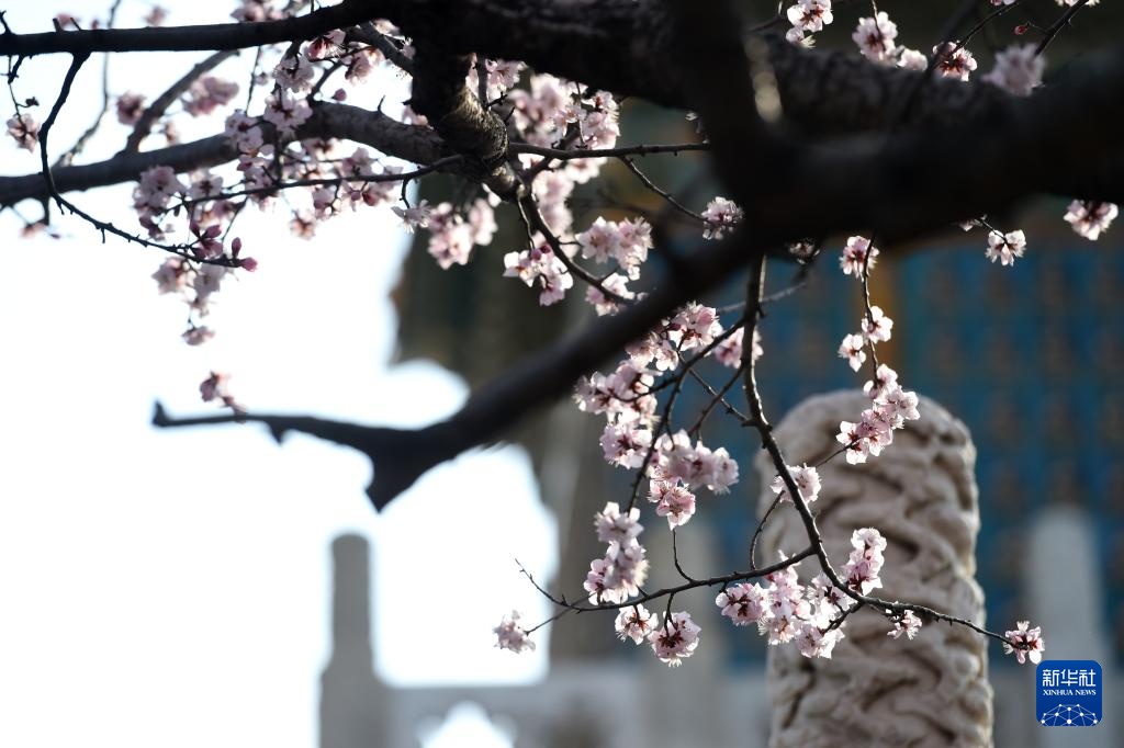 又见京城花满枝 又见京城花满枝