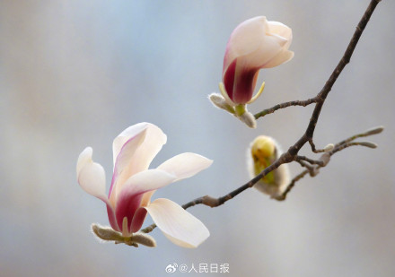 春日氛围组上线！被春日的小鸟玉兰可爱到了