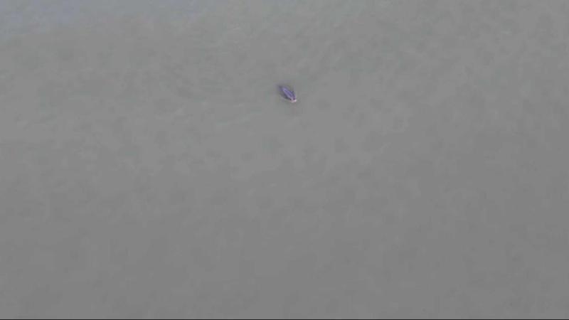 江西湖口:河湖交汇水域频现江豚 加密巡护保障安全 江西湖口:河湖交汇水域频现江豚 加密巡护保障安全