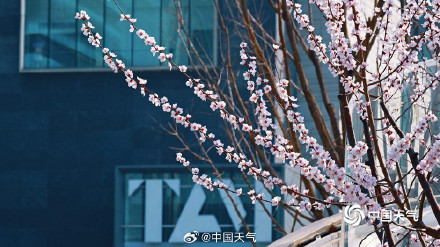 北京CBD高楼邂逅桃花