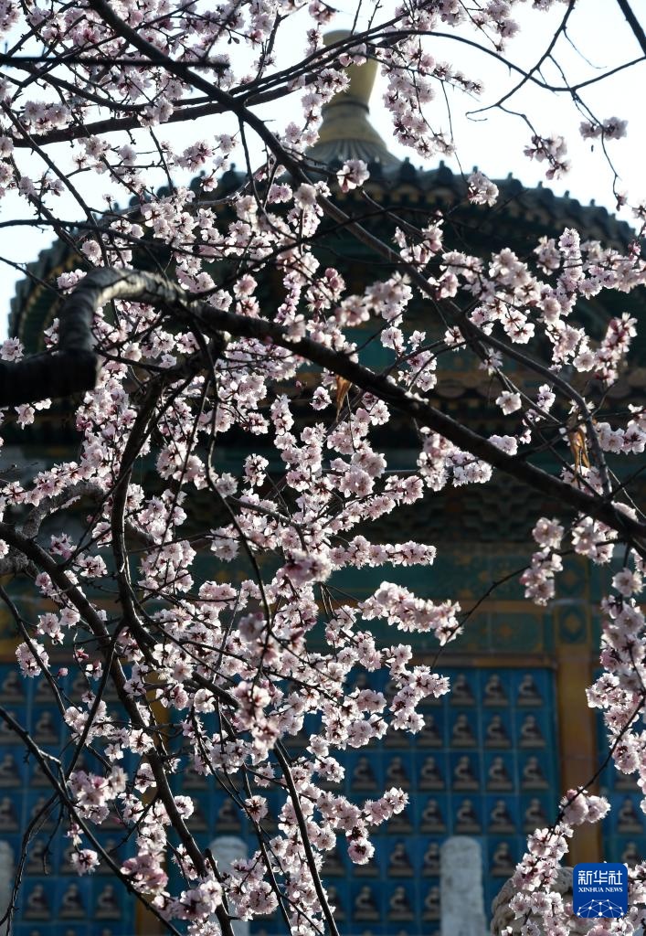 又见京城花满枝 又见京城花满枝