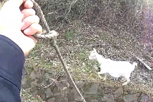 杭州高速上，十几只羊突然出现在护栏边！民警紧急化身“牧羊人”，把羊群赶到安全区域