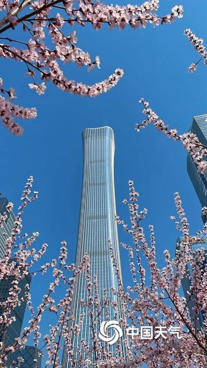 北京CBD高楼邂逅桃花