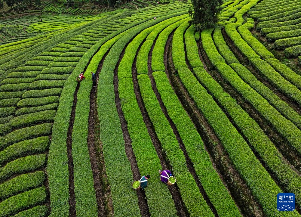 春到茶山采茶忙 春到茶山采茶忙