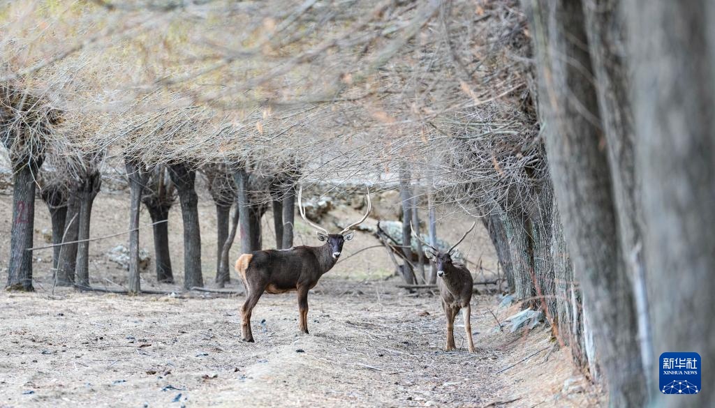 西藏山南:白唇鹿漫步山林 西藏山南:白唇鹿漫步山林