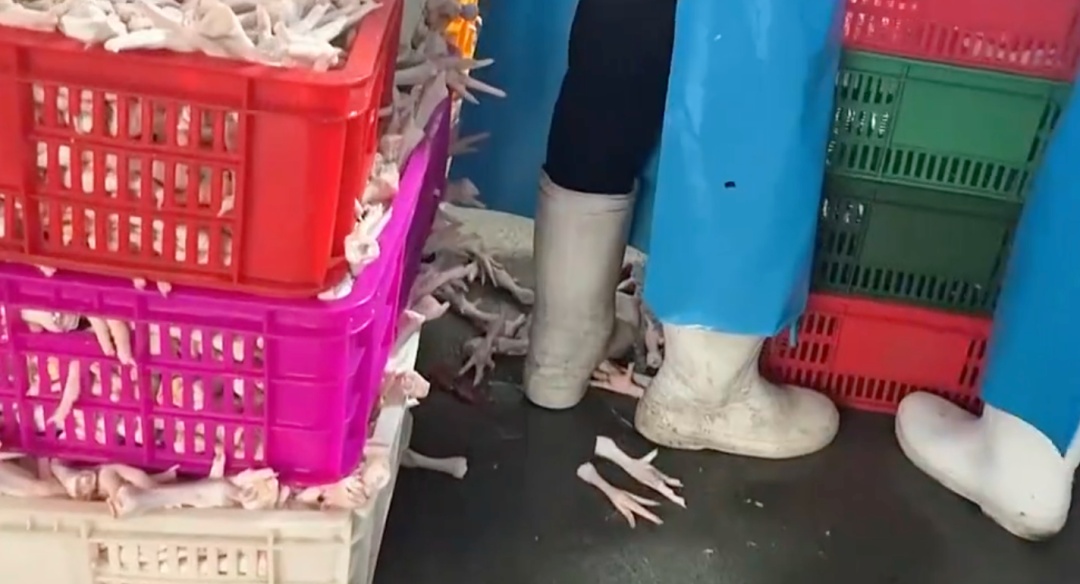 网红鸡爪竟是双氧水“漂白”的！车间腥臭，脚踩鸡爪继续用…工人：从来不吃