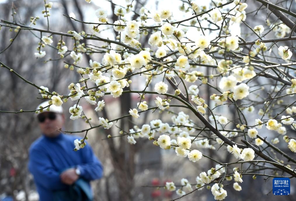 又见京城花满枝 又见京城花满枝