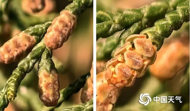 过敏季提前!全国春季花粉预报地图来了,看哪里将进入过敏高发期 过敏季提前!全国春季花粉预报地图来了,看哪里将进入过敏高发期