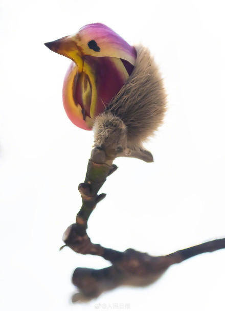 春日氛围组上线！被春日的小鸟玉兰可爱到了