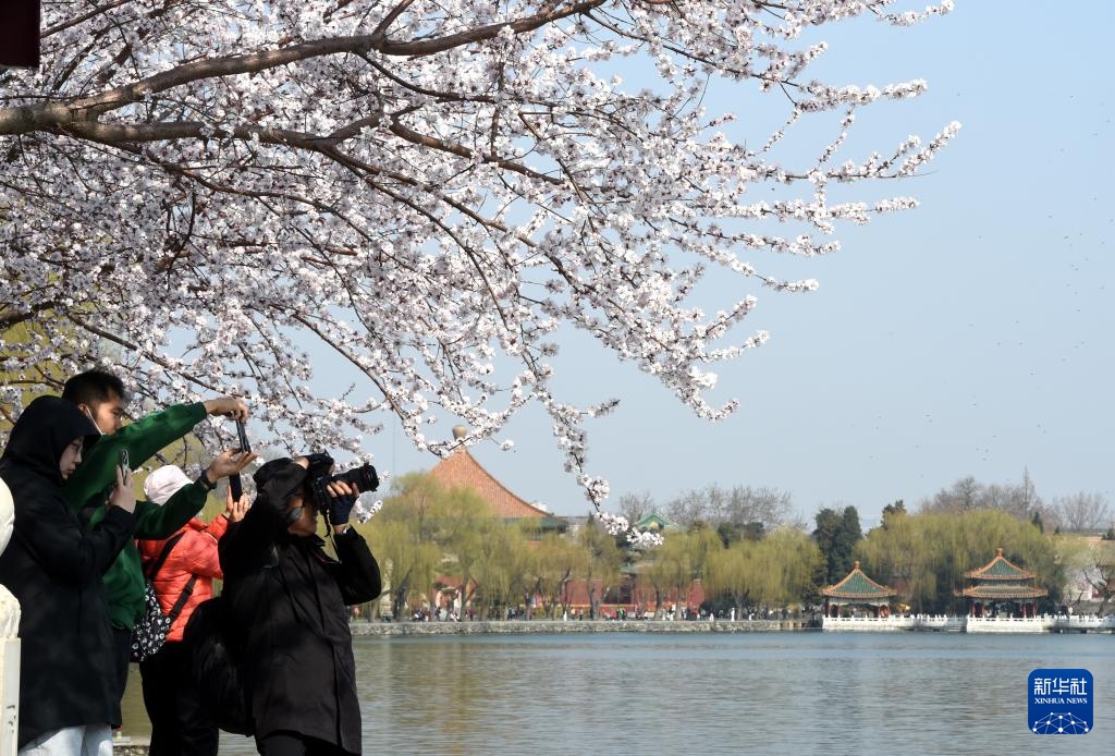 又见京城花满枝 又见京城花满枝