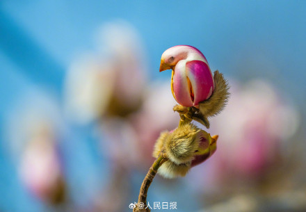 春日氛围组上线！被春日的小鸟玉兰可爱到了