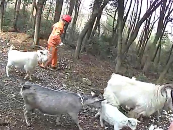 杭州高速上，十几只羊突然出现在护栏边！民警紧急化身“牧羊人”，把羊群赶到安全区域