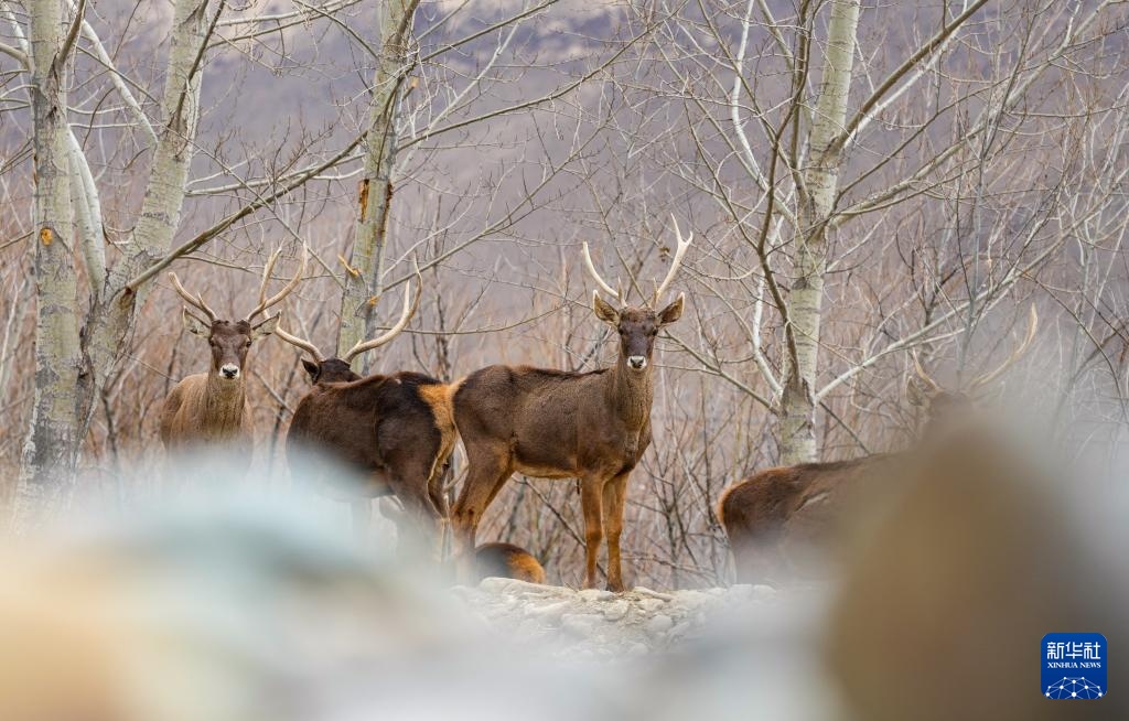 西藏山南:白唇鹿漫步山林 西藏山南:白唇鹿漫步山林