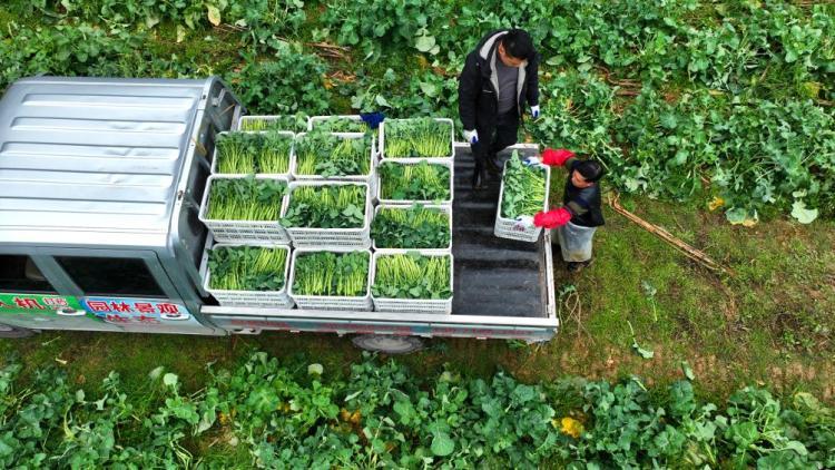 这款名字有点特别的蔬菜，为何爆火了？