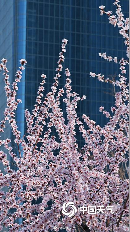 北京CBD高楼邂逅桃花