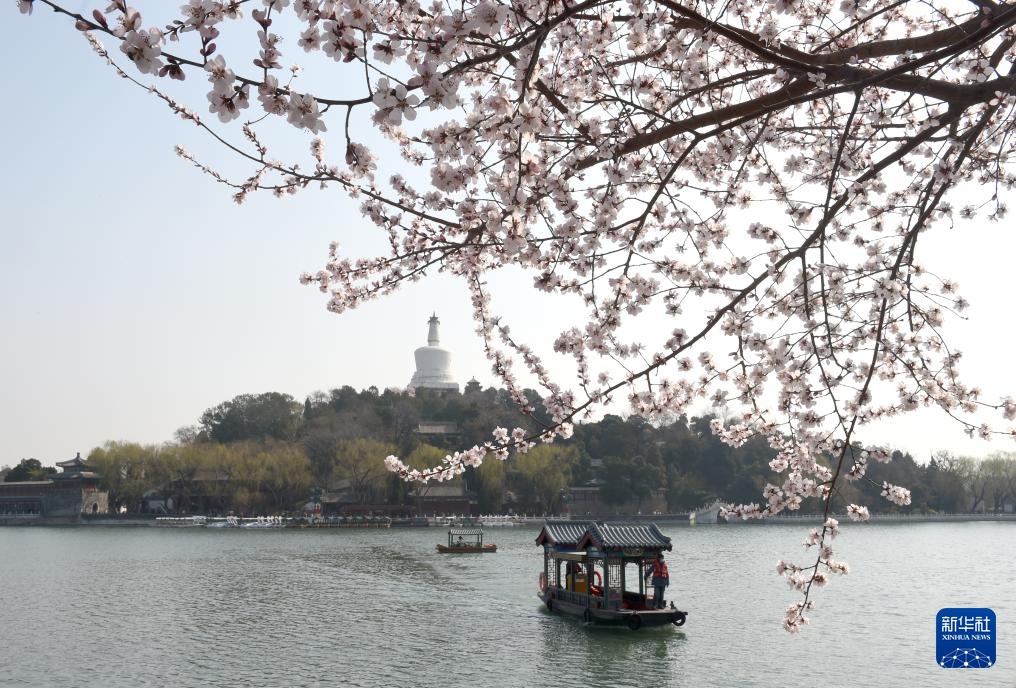 又见京城花满枝 又见京城花满枝