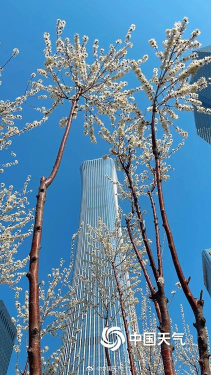 北京CBD高楼邂逅桃花