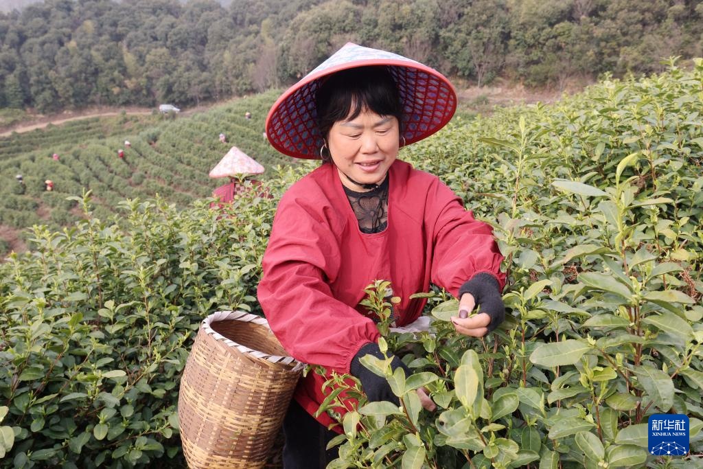 春到茶山采茶忙 春到茶山采茶忙