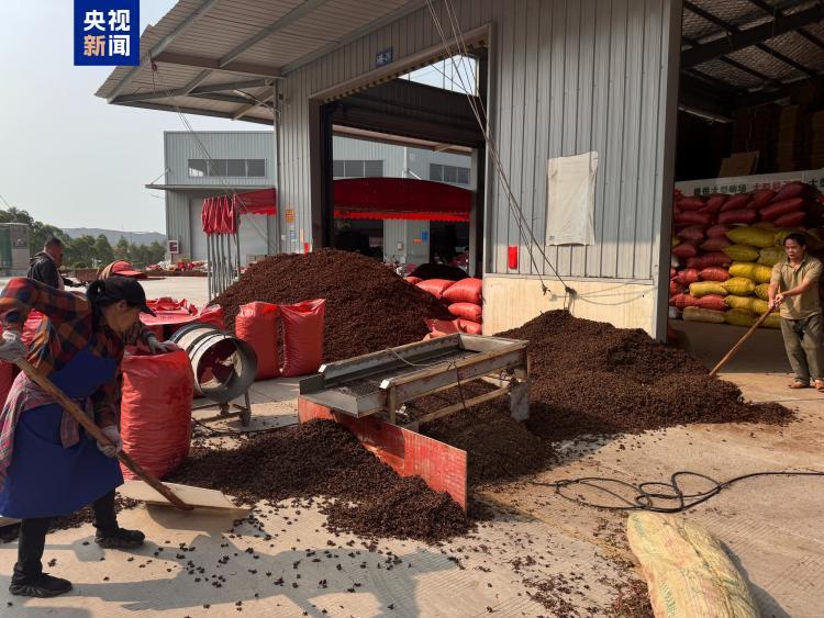 广西南宁“超硫八角”屡禁不止 “剂量红线”为何被轻易突破？