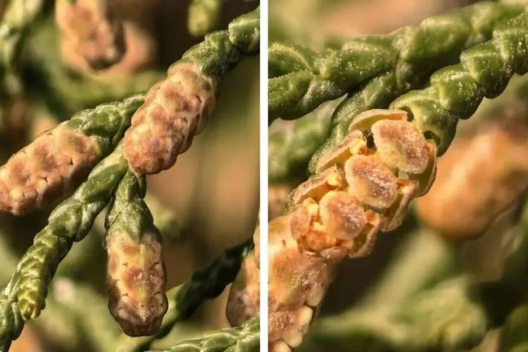 多地进入柏科、垂柳花粉高峰期!过敏“忍一忍”就行吗? 多地进入柏科、垂柳花粉高峰期!过敏“忍一忍”就行吗?