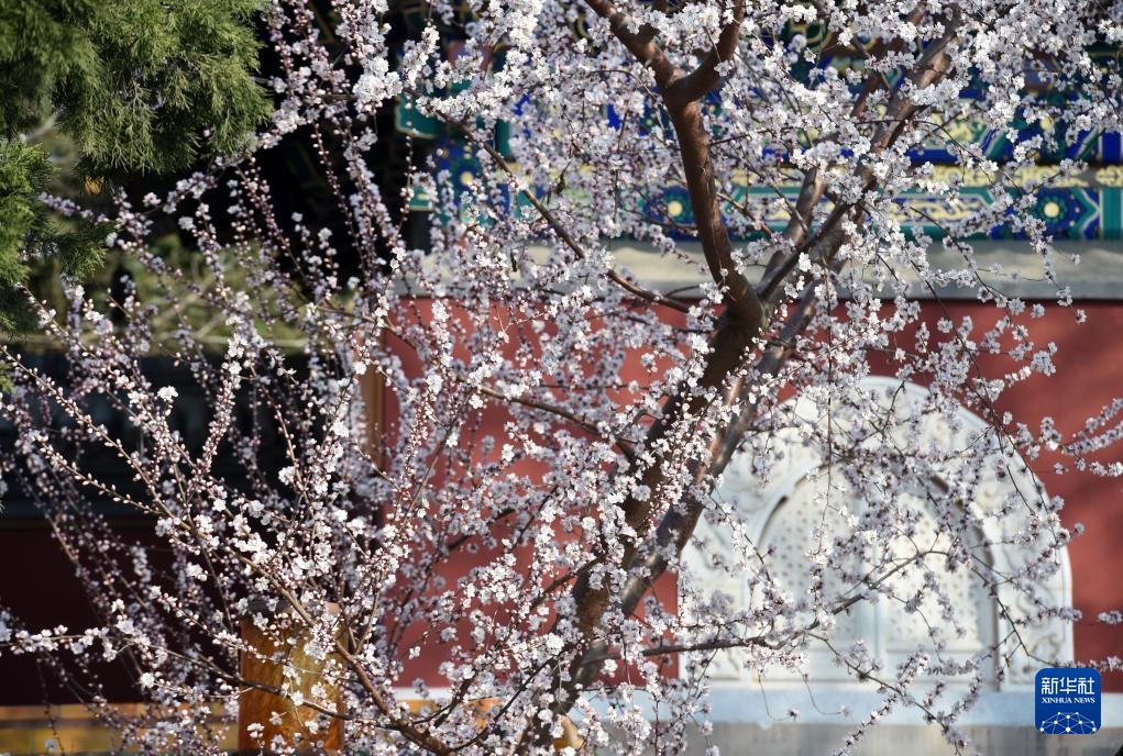 又见京城花满枝 又见京城花满枝