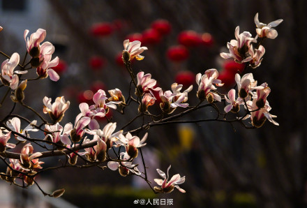 春日氛围组上线！被春日的小鸟玉兰可爱到了