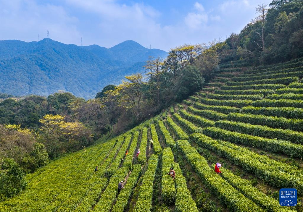春到茶山采茶忙 春到茶山采茶忙