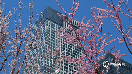 北京CBD高楼邂逅桃花