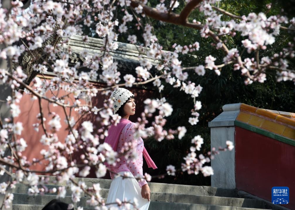 又见京城花满枝 又见京城花满枝