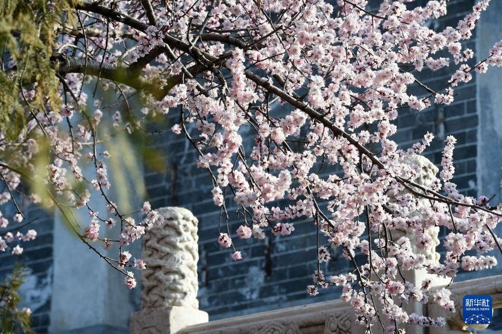 又见京城花满枝 又见京城花满枝