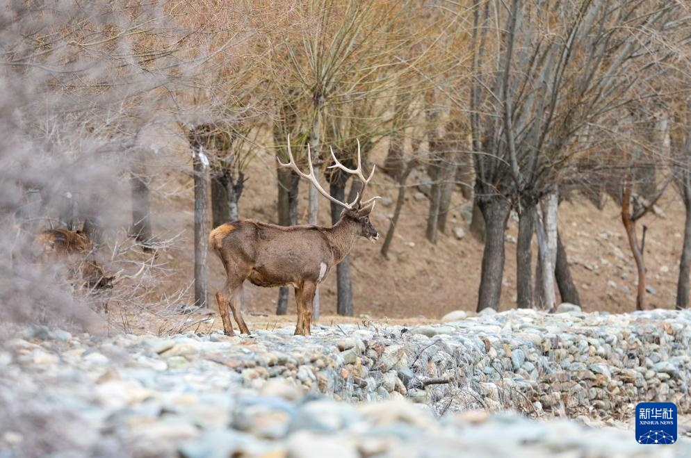 西藏山南:白唇鹿漫步山林 西藏山南:白唇鹿漫步山林