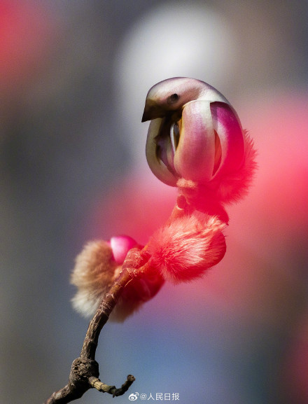 春日氛围组上线！被春日的小鸟玉兰可爱到了