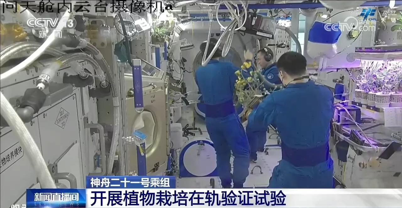 神舟二十一号乘组开展植物栽培在轨验证试验