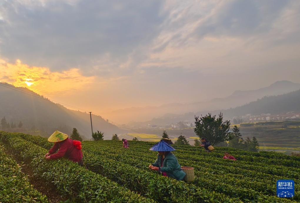 春到茶山采茶忙 春到茶山采茶忙