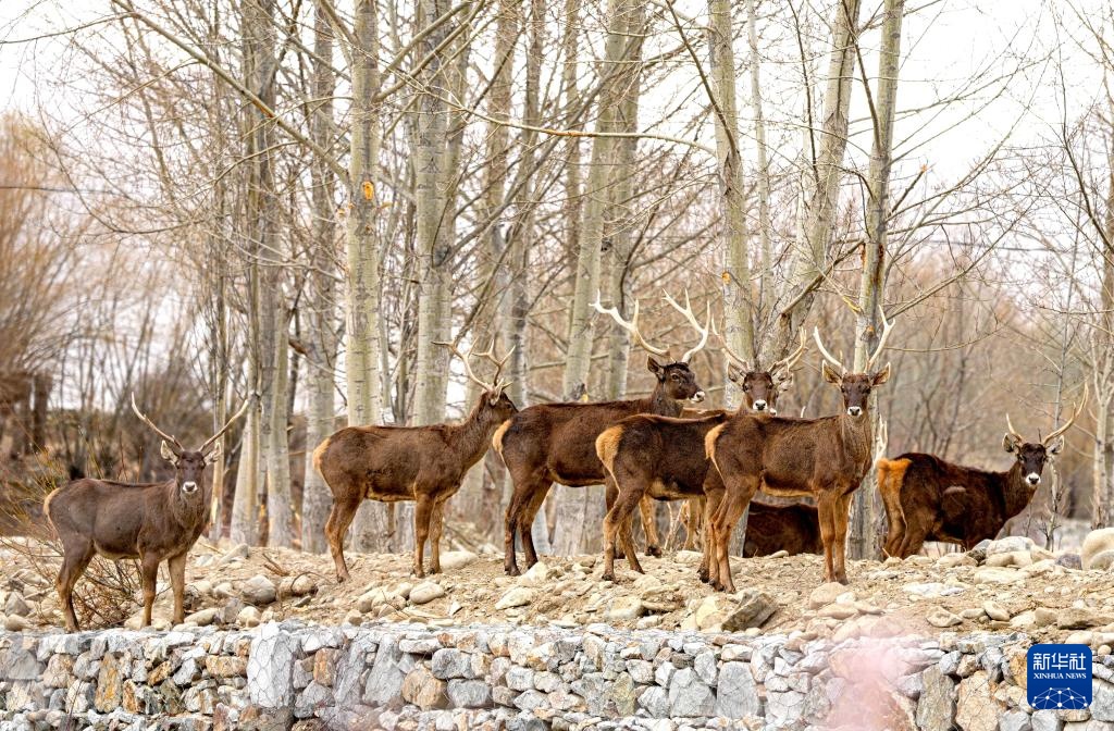 西藏山南:白唇鹿漫步山林 西藏山南:白唇鹿漫步山林